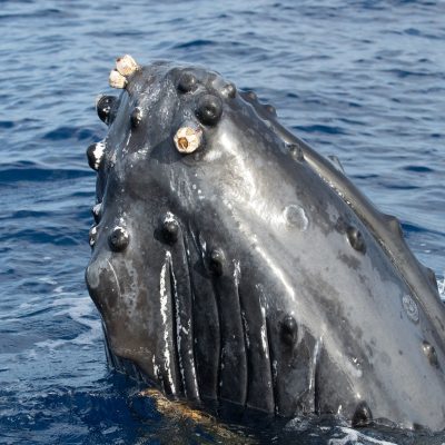 humpback-whale-maui-3458448.jpg